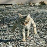 二足歩行しているように見える猫w実は後ろ足あげてる最中に撮影されただけｗ