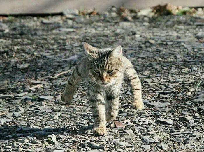 二足歩行しているように見える猫ｗｗ実は後ろ足あげてる最中に撮影されただけｗ