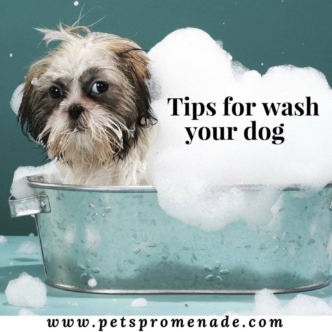 pets_promenade's tweet photo. Here are some general #guidelines you can take to ensure your #Dog stays #healthy and #happy!

1.#bathing once a month works for most dogs.
2.Use lukewarm water. 
3. Use the right shampoo.

Get more advice >>https://t.co/3l6gfMyNIh https://t.co/tpwDsF66Hk
