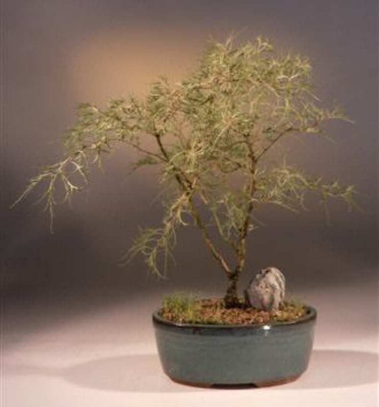 wikibonsai's tweet photo. #Laceleae #Weeping #White #Birch #Bonsai #Tree #Betula #Pendula #Deciduous #11 #Yr 16-18" T - https://t.co/67ROrxKmSW #1618 #Juniper #JuniperusBrevifolia #JuniperusPhoenicea https://t.co/zbAygfoXWy