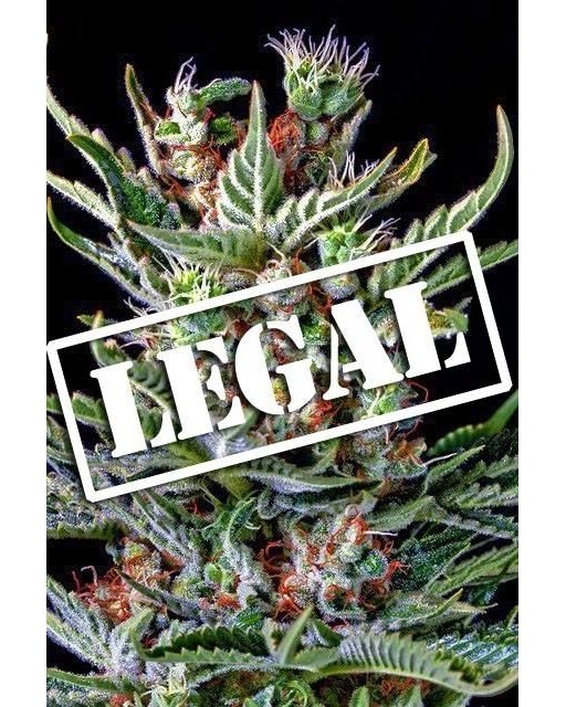 neobitechnology's tweet photo. #budcity #bud_city #budporn #picoftheday #hashporn #instagood #roadtrip #wedemboyz #represent #proshop #windbreaker #blazerscup #smoke #bong #gonja #stonerdays #highsociety #weedworld #potheadnation #potheadsociety #stonerways #cloud #stonernation #rayba… https://t.co/36JiI3flqI https://t.co/uu3Xbu7ELg
