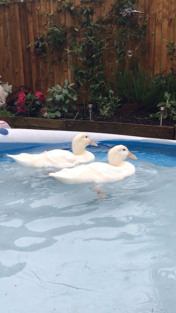 CippenhamDucks's tweet photo. Loving our new home ♡ https://t.co/n9dLf2hLZB