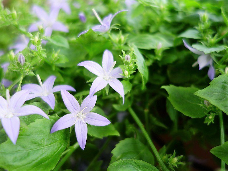 アルペンブルー Twitter Search Twitter