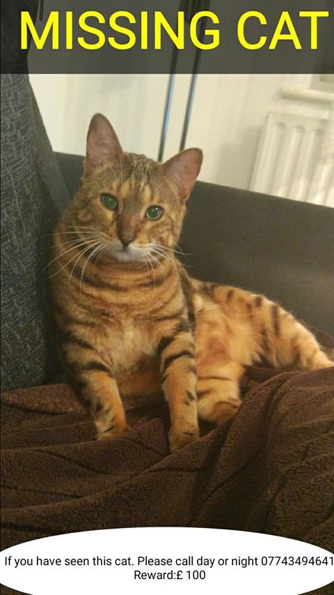 MyTenterden's tweet photo. Missing cat - went missing one week ago #Tenterden https://t.co/eLAPzOtvQg