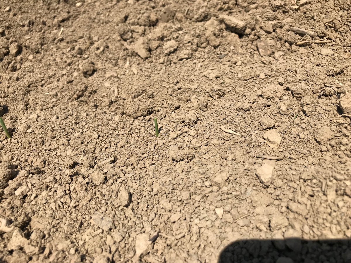 93 hours in the ground, just less of 4 days and corn has emerged.