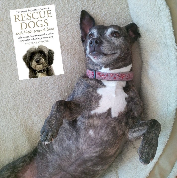 all dogs matter rescue