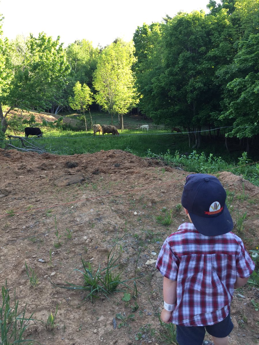 AmyVanderheide's tweet photo. Sunshine, short sleeves, farm hat and cows 🐮 . #perfectmorning #farmhat #futurefarmer #agmorethanever https://t.co/dtXTZWLBJ2