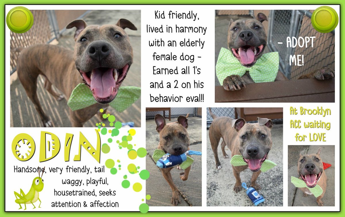 nasrene41's tweet photo. YOUNG #ODIN IS EXUBERANT &amp; PLAYFUL! STILL A PUP! #NYCACC CONDEMNED FOR WHAT EXACTLY? TOO ENERGETIC? #RESCUEDOGS #FOREVERHOME  #FOSTER #ADOPT #SAVEALIFE  #BRINDLE #EndBSL #GetYourRescueOn #RescueIsTheWayToGo  #HumaneNY #SaveODIN #TeamZay https://t.co/GxCqzFv9qT https://t.co/cjeddHraN7