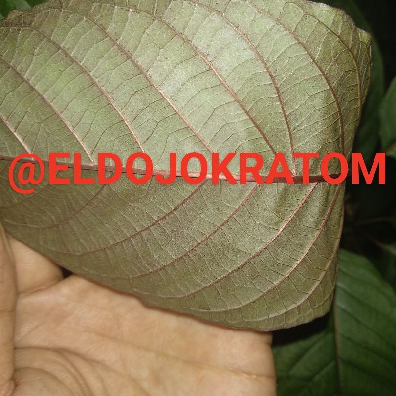 ELkratom's tweet photo. #kratom #KeepKratomLegal #wearekratom #kratompowder #mitragynaspecisa #mitragyna #kratomforsale #kratomvendor #kratomtree #iamkratom #buykratom https://t.co/jMONYu3DxA