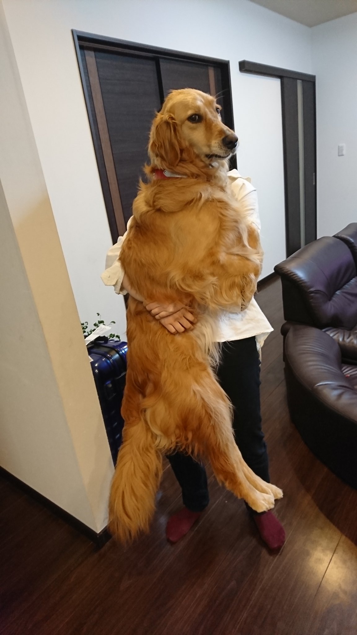 ちゃ こ うちのプリンセス 自分の事小型犬だと思ってますw ゴールデンレトリバー 大型犬 いつまでも甘えん坊 ちゃ こ T Co Osi3kgedu5 Twitter