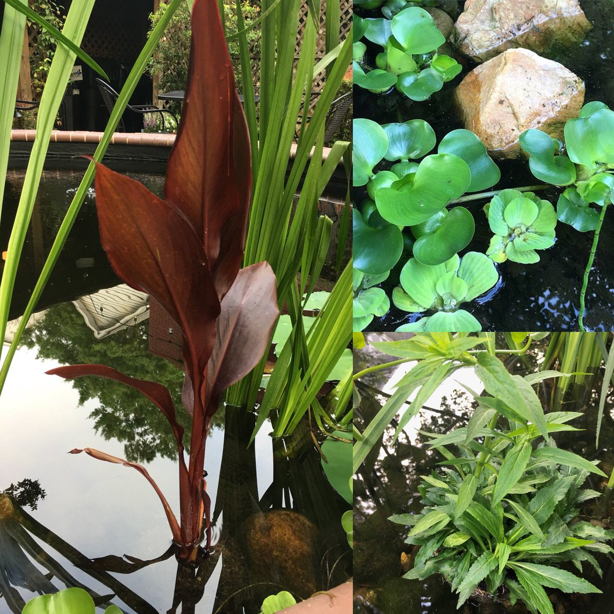 dilworthtr's tweet photo. Enjoying the new aquatic pond plants, keeping the koi happy and well fed! Hello Weekend, patio time! 🍷🐠🌿
#DTRWINE #creativeloafingclt #cltfood #cltwine #clt5 #cltagenda #cltobserver #food #koipond #patioweather #ewpclt https://t.co/AY2BuygvNv