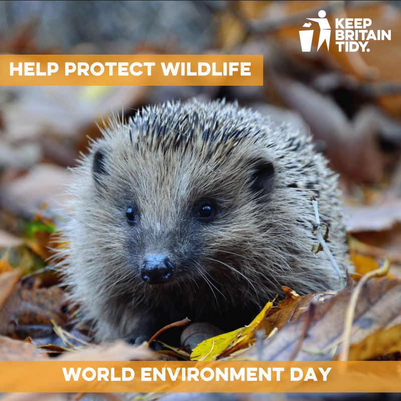 Today (Tuesday 5 June) is #WorldEnvironmentDay and this year we're calling on everybody to help protect our country's wildlife.

Head to keepbritaintidy.org/worldenvironme… to find out how 📲👍💚🦔