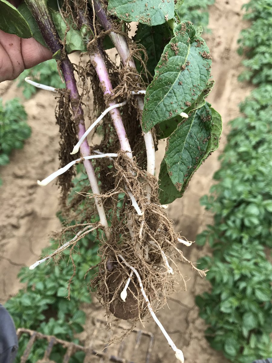 benj_thi's tweet photo. Quand #misspotatoes décident de faire des filles 👍🏻 la tubérisation des plants est lancée 😉 @fnpppt @RousselleBea @huraultnicolas @BotTrubuil #ceuxquifontleplantcertifié https://t.co/jjtS6pfcrX
