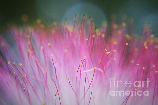 Dee Leah Photography tweet media