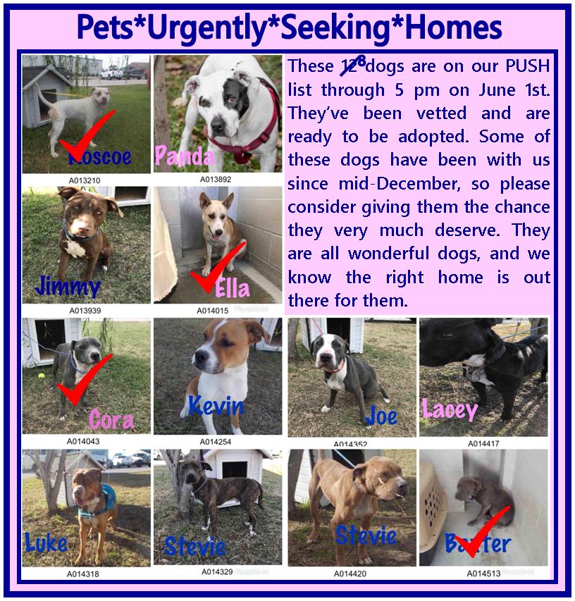Want to #savealife a today? #Foster a #shelter pet for 30 days!! These 8 dogs need to find a foster or forever home today. Please let us know ASAP if you can help!!
#FosteringSavesLives #AdoptDontShop #RescueDogs #FortBend #KatyTX #Houston