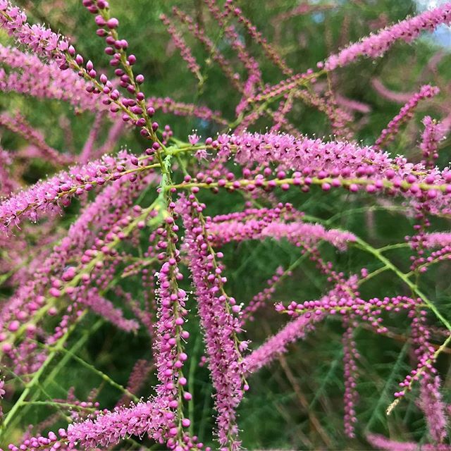 bb_jevremovac's tweet image. #tamarix ili #tamarika ima toliko dubok koren da nadzemni deo čini svega ~10-20% ukupne visine cele biljke!

Dodjite i saznajte još zanimljivosti o biljkama i botanickoj basti #kudzavikend #botanicalgardens #belgradebotanicalgraden #garden @#jevremovac ift.tt/2sxEWFf