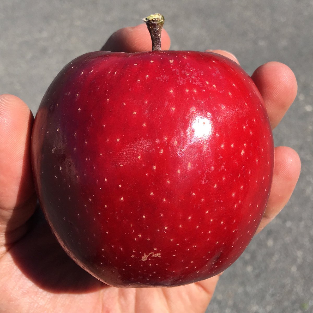 mesfruits's tweet photo. Besoin d'un break comme #zizou β½οΈβ? Prenez une pomme πππ #haveabreakhaveanapple #haveabreak #haveanapple #prenezunepomme https://t.co/9lqK61MqXD