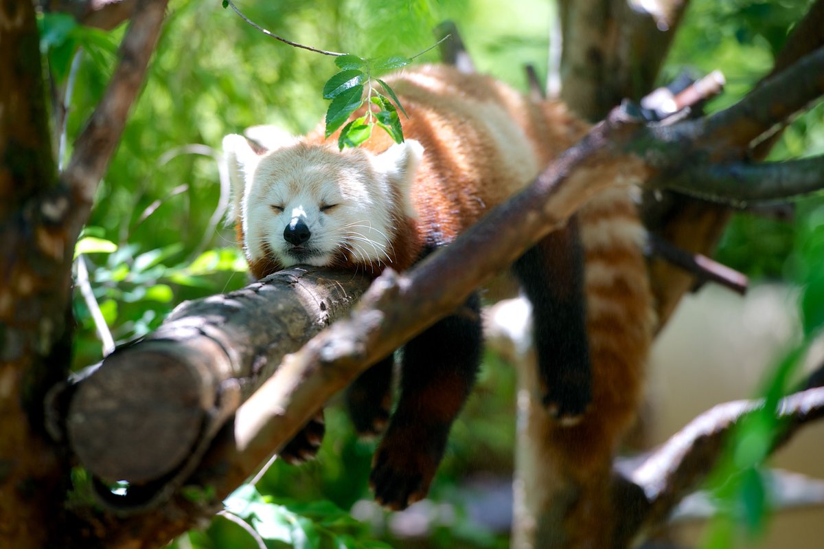 WildWelfare's tweet photo. Preparing for three workshops, writing learning resources and planning something BIG...makes us feel a bit like this! #HappyWeekend everyone! https://t.co/V6W187HWsF