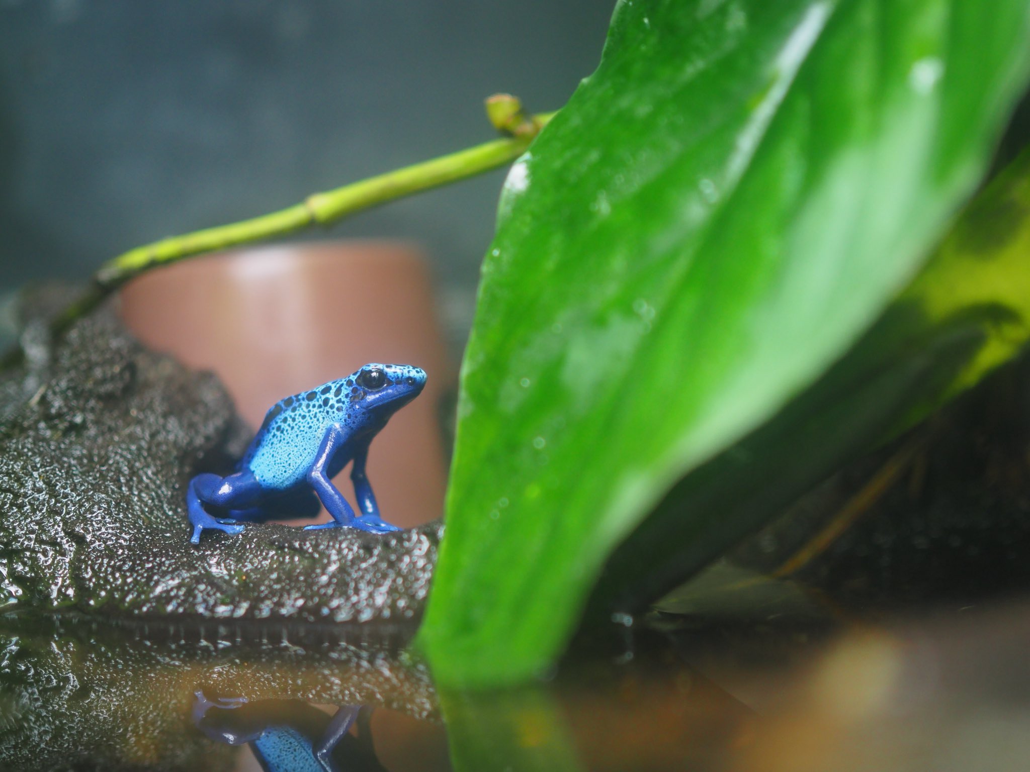 ワバダブ アイゾメヤドクガエル 藍染矢毒蛙 かっこいい 上野動物園 T Co D2ssnoxqee Twitter