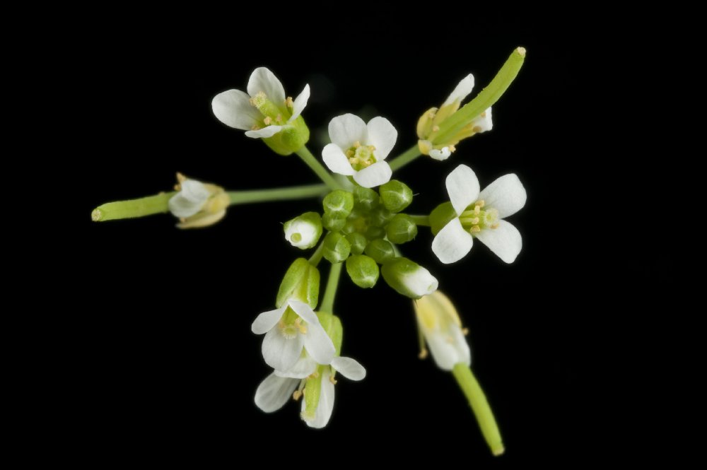 BREAKTHROUGH - "The same genes which control the timing of flowering also control seed germination, but act in reverse order" Prof Steve Penfield okt.to/WztCXD