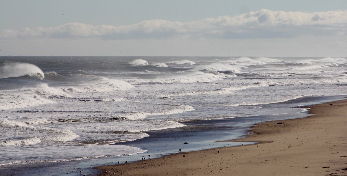 BestonsCapeCod's tweet image. “The beauty and mystery of this earth and outer sea so possessed and held me that I could not go."
-- "The Outermost House," Henry Beston (born on this day, 1888)