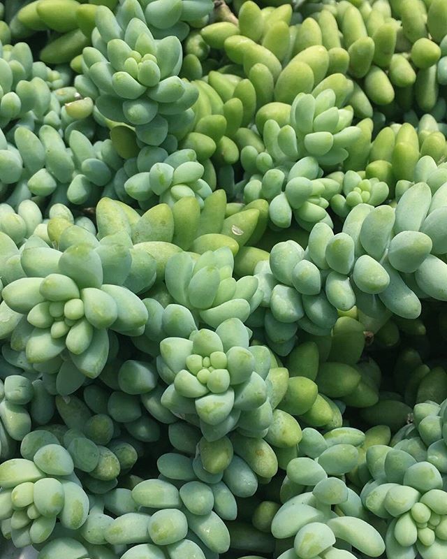 CATCI_designs's tweet photo. Name this succulent! 🌵🌵🌵
.
#TGIF ... it’s been a long and difficult week, we all have those. Looking forward to a great weekend filled with sunshine, plants and some much needed R&amp;R. Have a great (soon to be) weekend plant lovers. .
#cacti #catcidesi… https://t.co/arg6deVmjG https://t.co/bZJWbR18VD