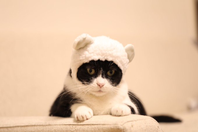 かわいいかわいいねこくまちゃんのtwitterイラスト検索結果
