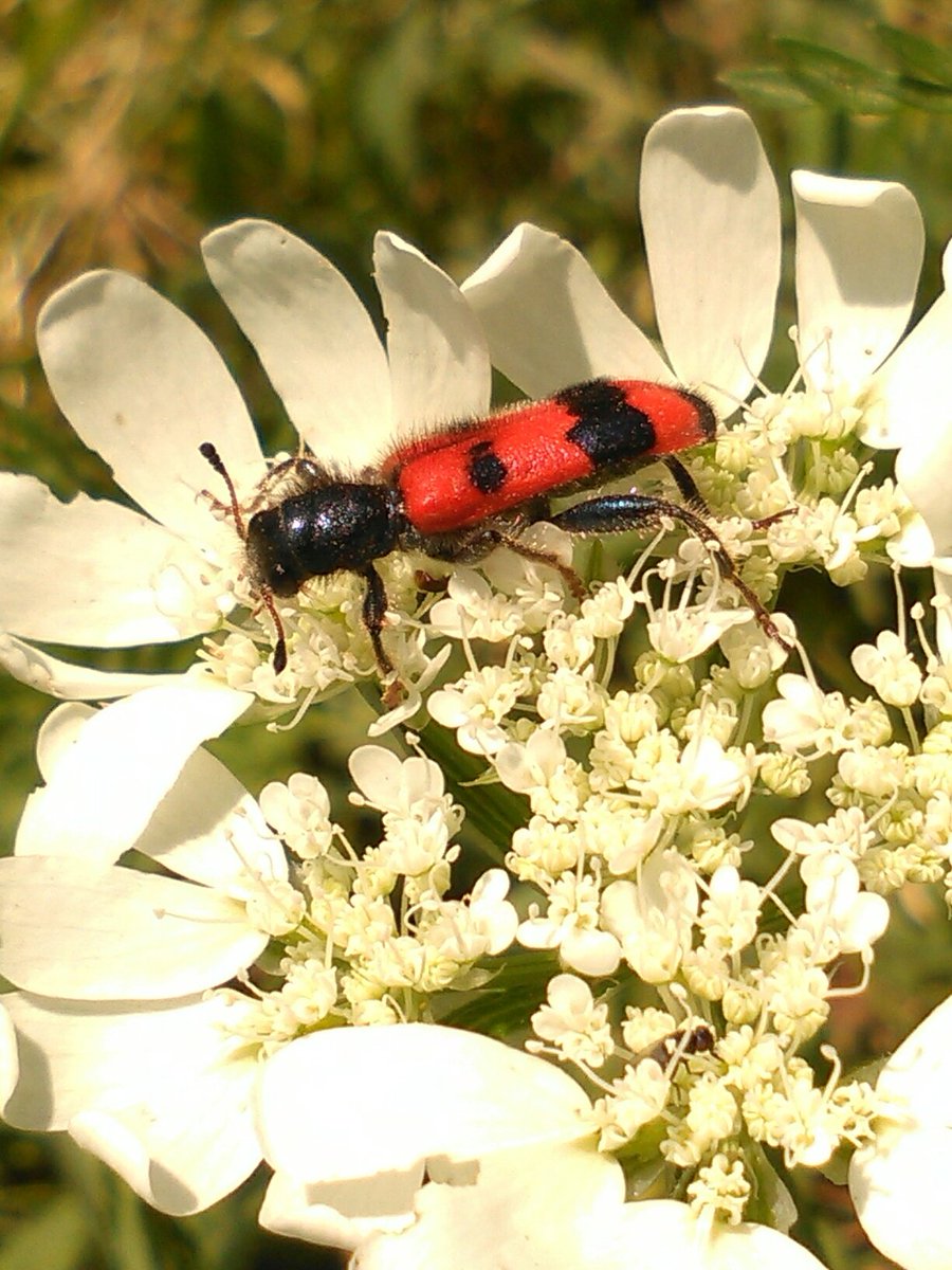 vasy13ionela's tweet photo. #Flower , #WhiteFlower , #White , #Green , #Garden , #Insecta , #RedBug , #StripedBug , #BlackStripes , #Red , #Black , #Nature https://t.co/aTeeNIkTG9