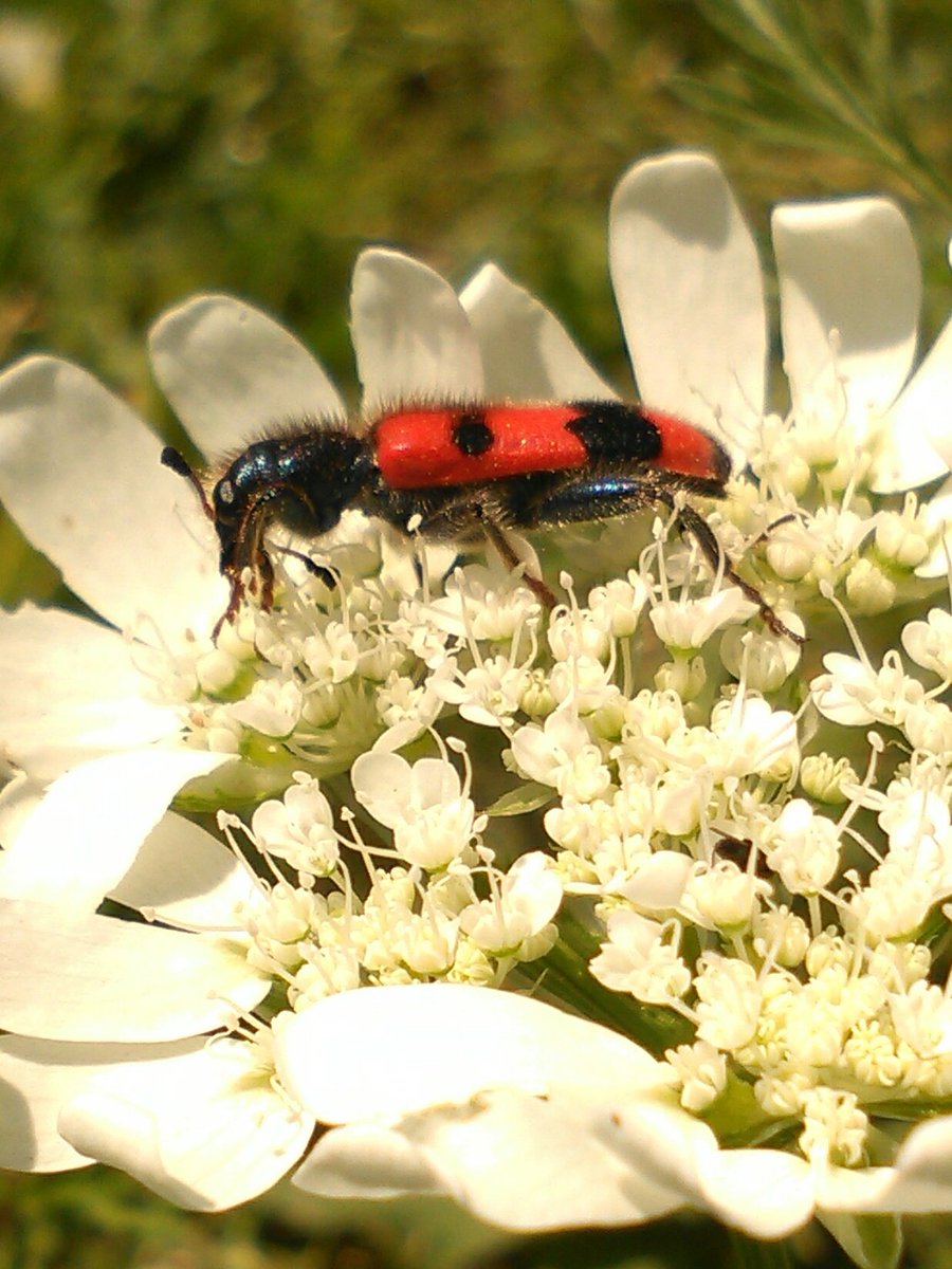 vasy13ionela's tweet photo. #Flower , #WhiteFlower , #White , #Green , #Garden , #Insecta , #RedBug , #StripedBug , #BlackStripes , #Red , #Black , #Nature https://t.co/aTeeNIkTG9