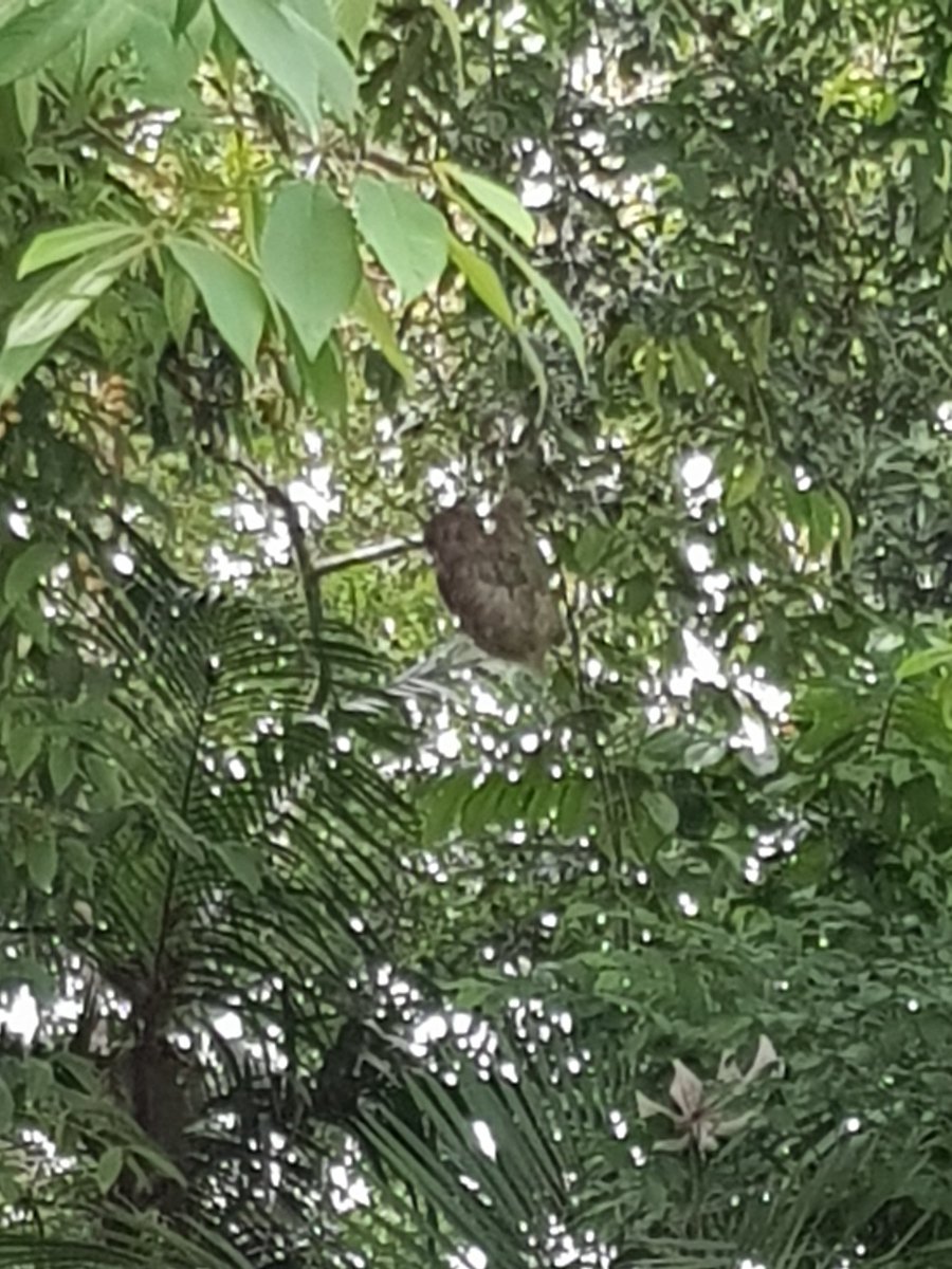 LeticiaRuizMD's tweet photo. Viendo un #perezo desde mi terraza. #tropicalrainforest #sloth https://t.co/9OkHB8C3Cj