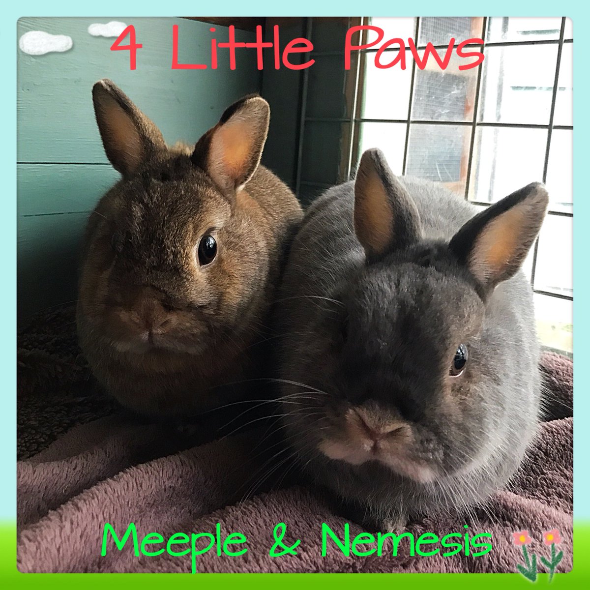 4LittlePaws's tweet photo. I keep neglecting my Twitter followers! 😩 But thought you really needed to see these super cute little boarding guests! #rabbitboarding #rabbits #chesterfield https://t.co/DDT0XQaZY3