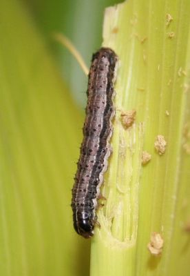 UTAgResearch's tweet photo. Detecting an ARMY of bacteria resistant worms. Read more here -  https://t.co/KP5Px61DpO #NIFAimpacts #armyworm #BtCrops @USDA_NIFA @epp_tn @UTIAg https://t.co/ZP0Nn9gM2n