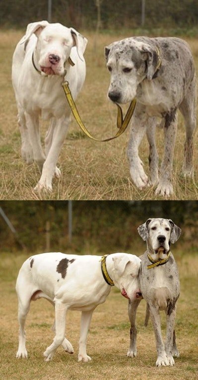 ElitePetFan's tweet photo. Blind dog getting help from a friend. 

#doglovers #dogs #pups #doglife #dogsbeingbros #dogsoftwitter https://t.co/qj9fc2yrH0