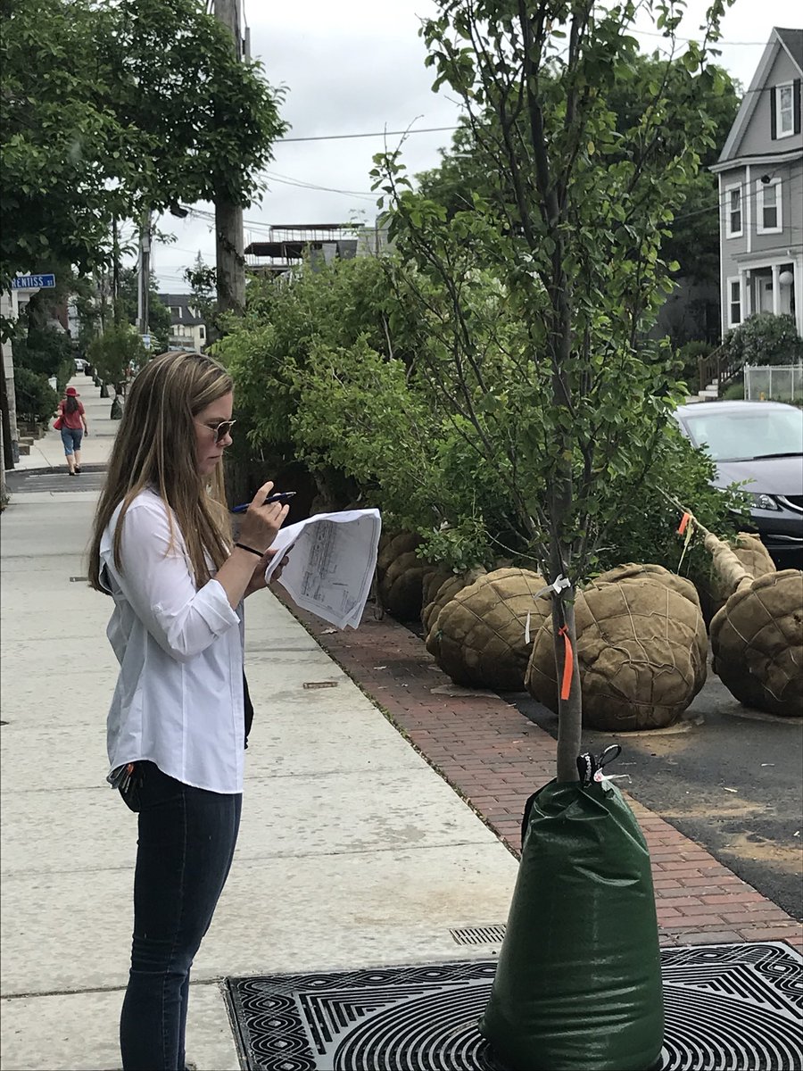 weezergata's tweet photo. The street trees are coming! The street trees are coming! @SomervilleCity @vanessaboukili #trees #somerville #beaconst https://t.co/MSKjJiGQBt
