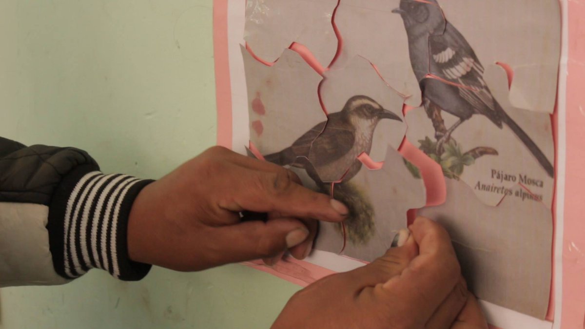 armonia_bolivia's tweet photo. During our Polylepis Forest project more than 90 indigenous Quechua students learned to protect threatened Polylepis forests, the habitat of the Royal Cinclodes and the Ash-breasted Tit-tyrant in the most diverse protected area on Earth: #Madidi National Park. https://t.co/nVYHo4O9t9