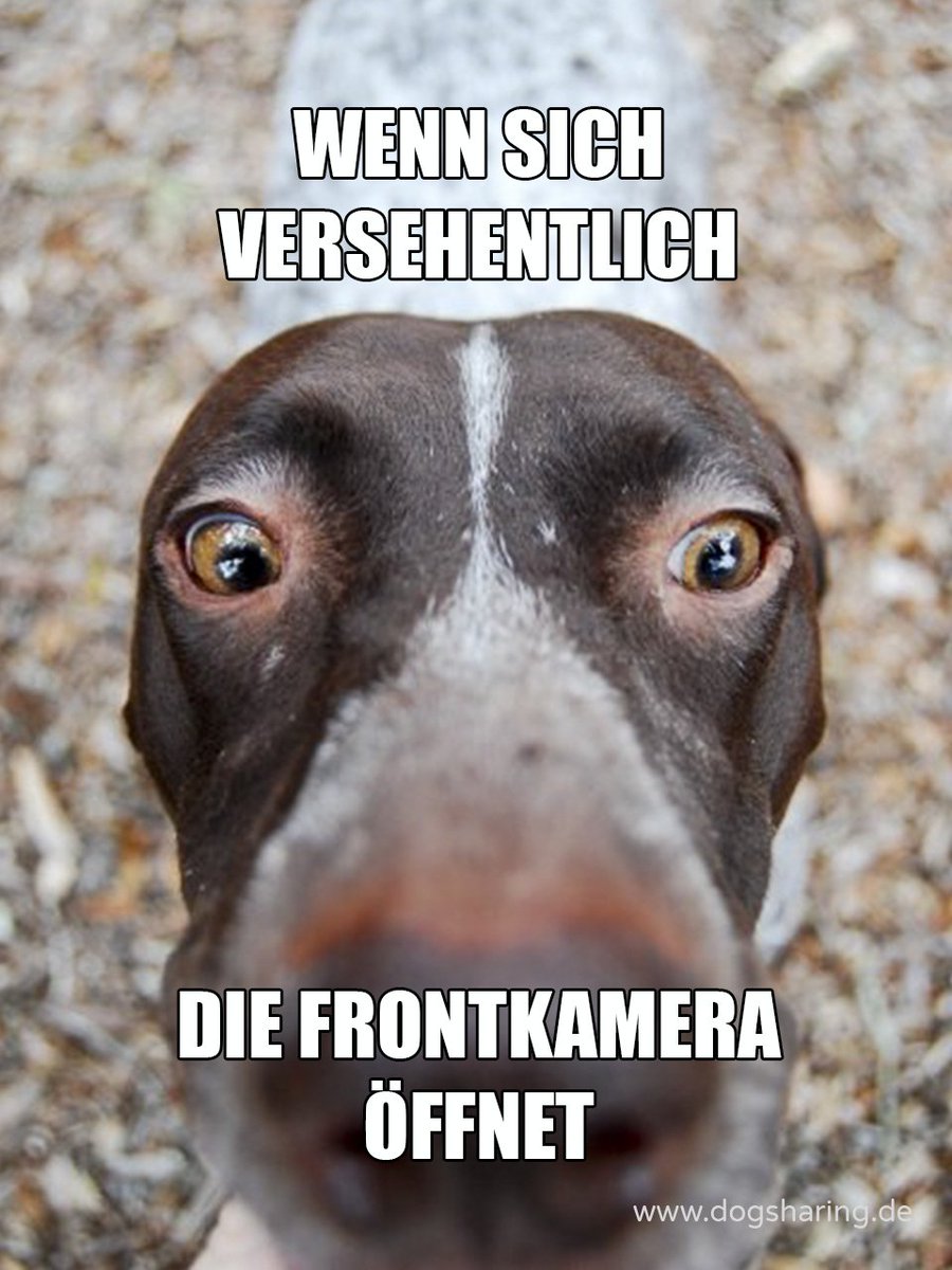 Dogsharing_DE's tweet photo. Jedes mal aufs Neue 😳 #Selfie https://t.co/9vIkYc0rL5