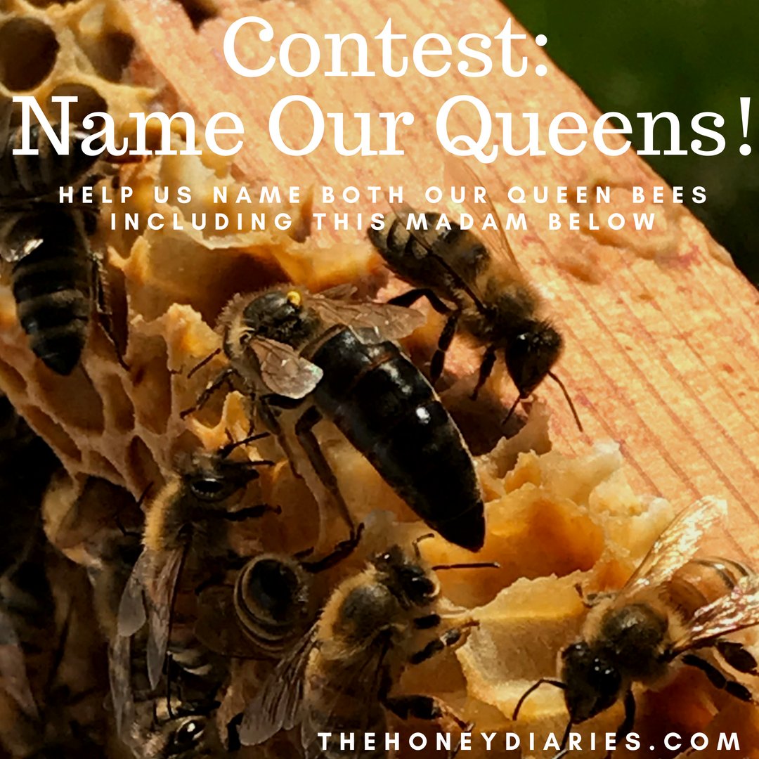 *CONTEST ALERT* Have you ever named a bee before? Now is your chance! We are asking for help naming our two new queens and want your opinion! Head straight to our blog and comment on the post to enter your name suggestions! Our two favourites win!