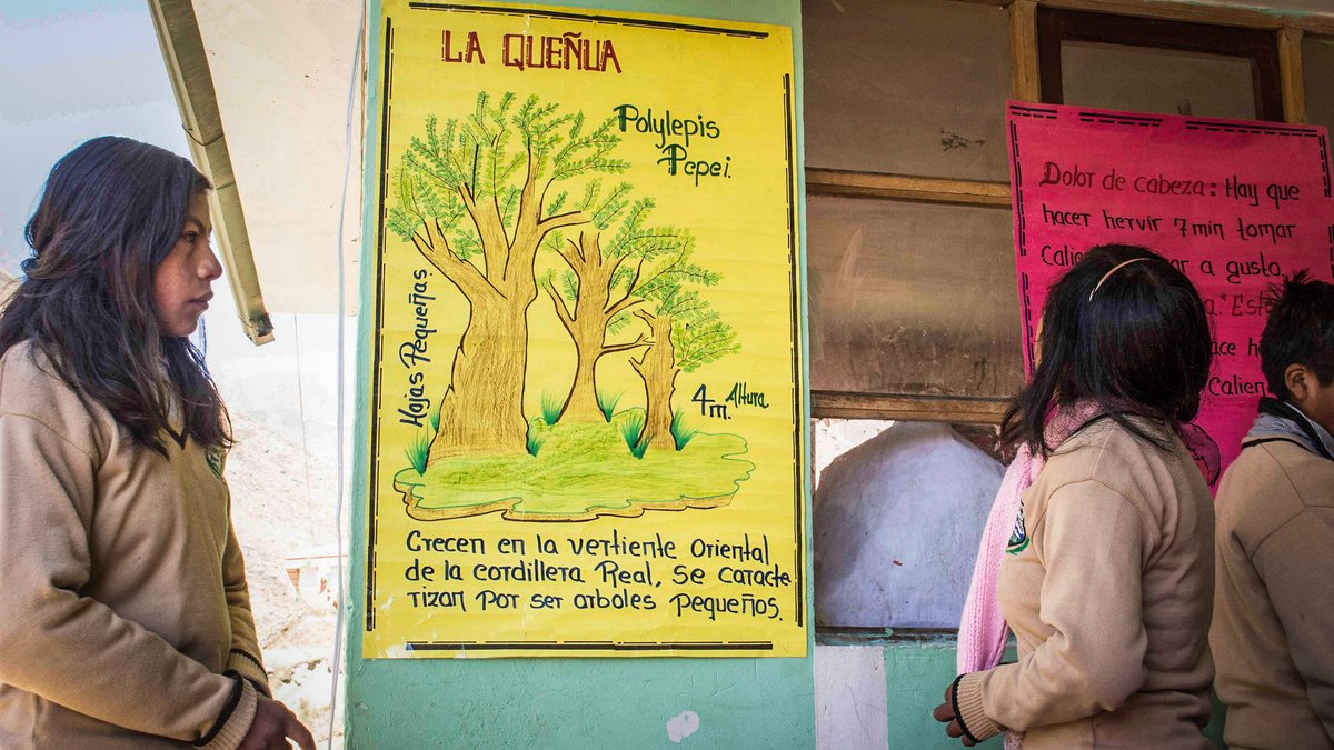 armonia_bolivia's tweet photo. During our Polylepis Forest project more than 90 indigenous Quechua students learned to protect threatened Polylepis forests, the habitat of the Royal Cinclodes and the Ash-breasted Tit-tyrant in the most diverse protected area on Earth: #Madidi National Park. https://t.co/nVYHo4O9t9