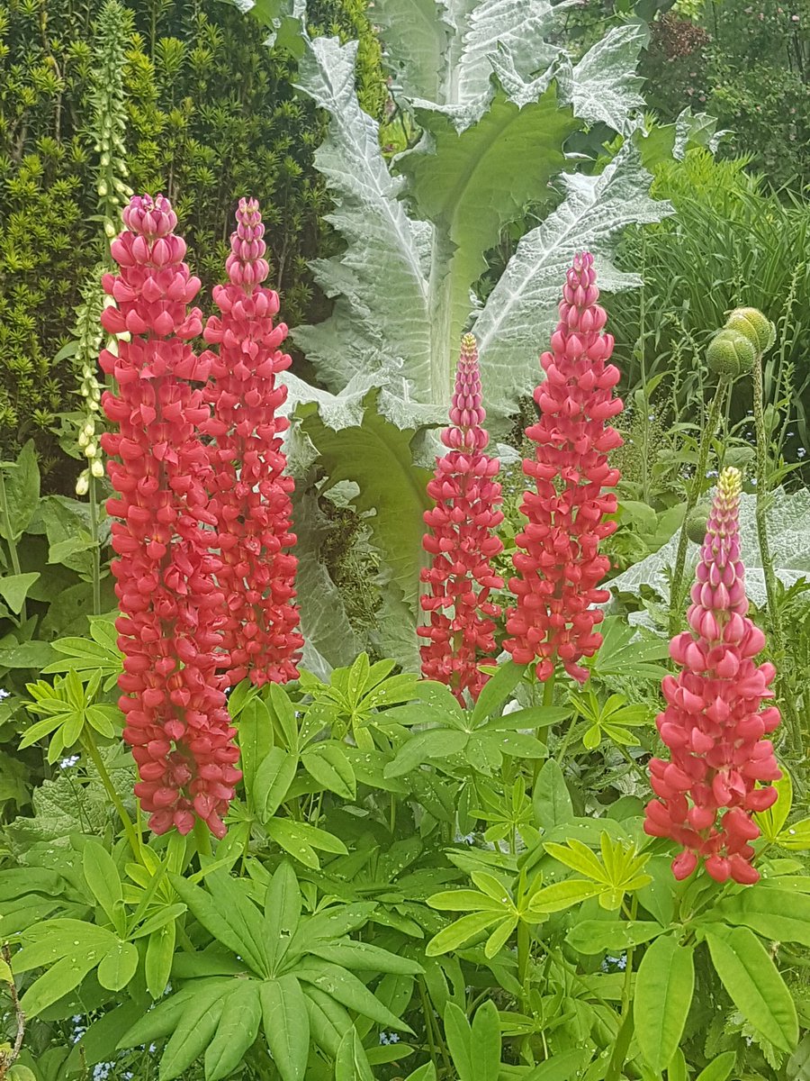 TreehouseSoc's tweet photo. Stepped away from the screen today and enjoyed the beauty that is @HidcoteNT. Stunning 🌺🌻🌹 #nationaltrust #gardening #hidcote https://t.co/xG5ux83QeP