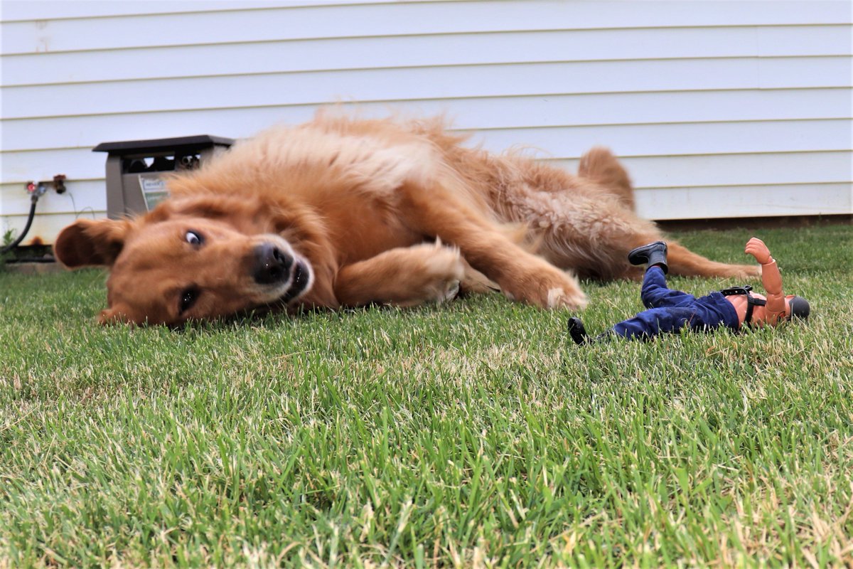 bostoyclub's tweet photo. The G.I. Joe got me! Man down! #GoldenRetriever  #GIJoe  #dogs #playtime https://t.co/Aq1xdsw7qv