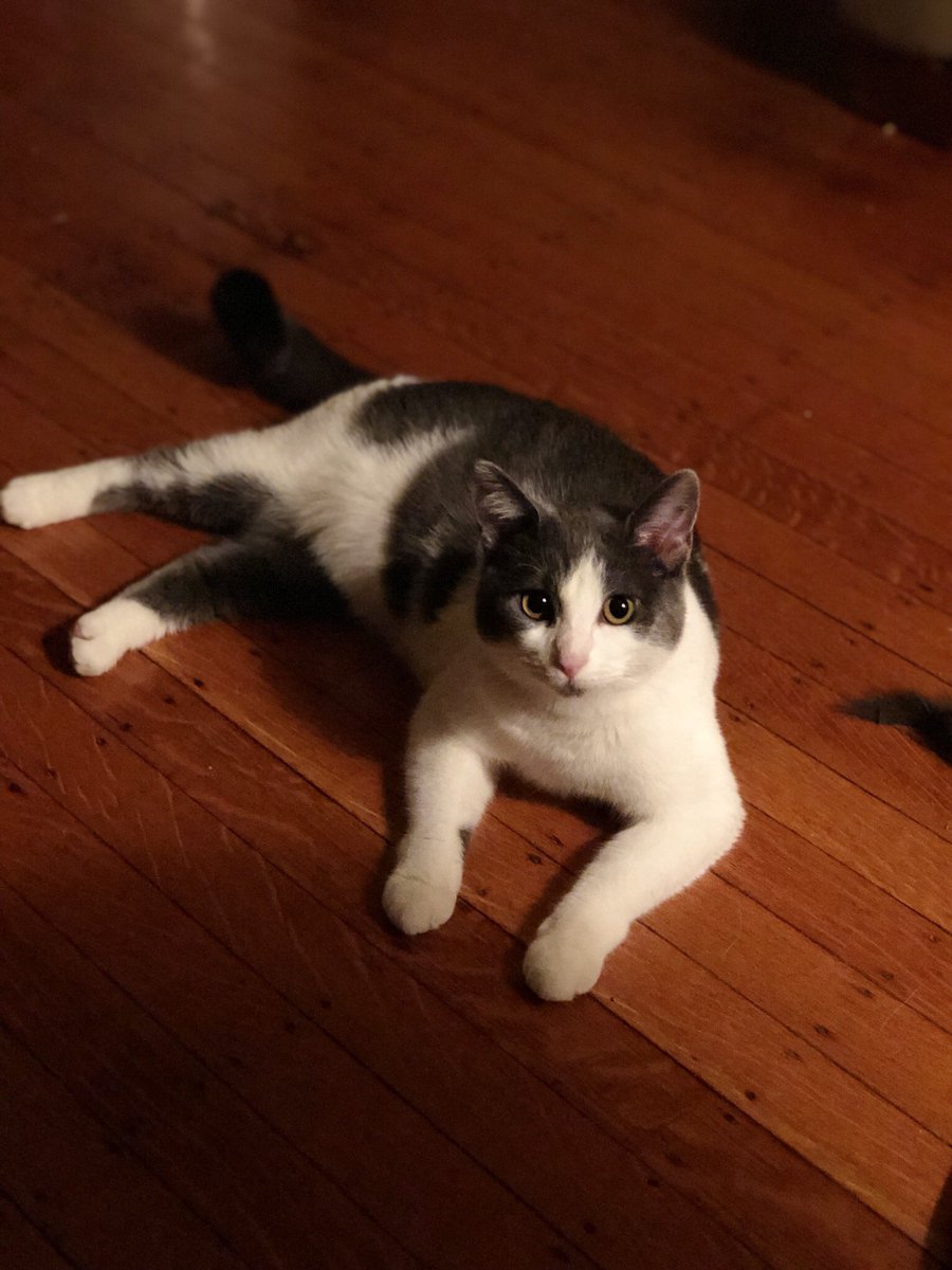 ClintonIsACat's tweet photo. Is this a cat? Y or N. https://t.co/PTMilnY74P