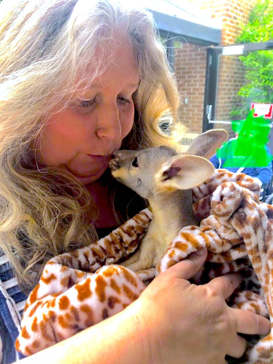CentersHealth's tweet photo. 🌞So Sweet! Our #WarrenCenter residents &amp; staff loved their Jungle Zoo Experience! Our residents loved Pebbles the baby Kangaroo 😳 #CentersHealthCare #HeartHealthHome #recreation #animaltherapy #seniorliving #zooday https://t.co/m8x5kI7fca