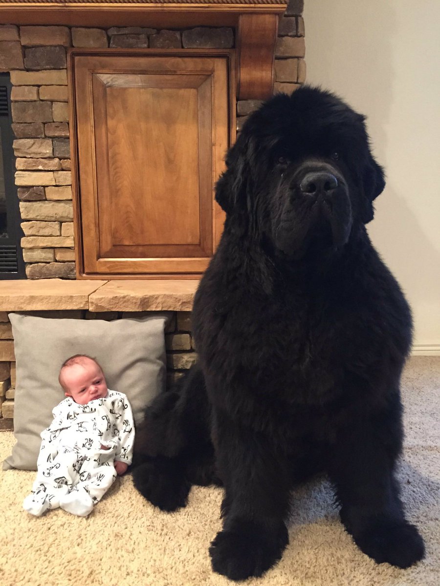 dogs_father's tweet photo. @dog_rates you got this Kirk! Me and my buddy will pray for your fast recovery! Woof! https://t.co/8rKvdrmCYq