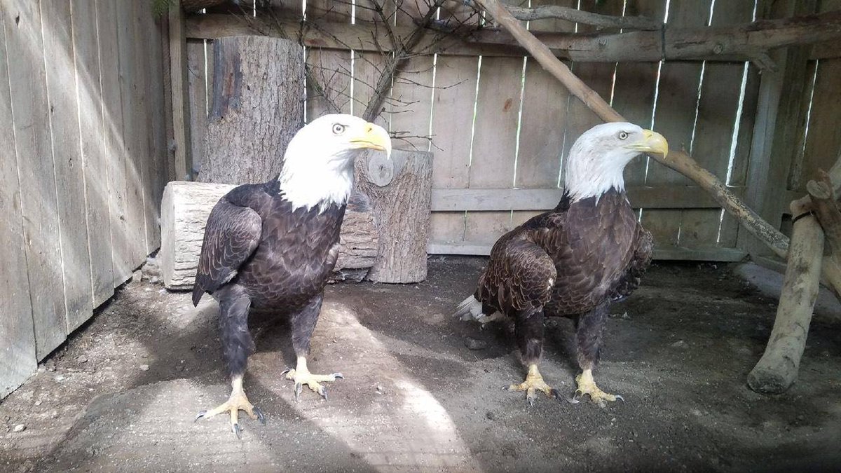 Children's Zoo tweet media