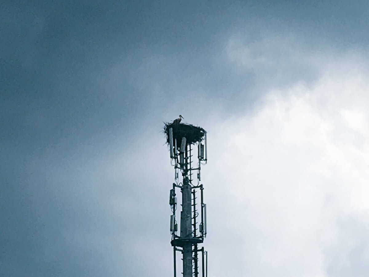 Gerhard Greiner tweet media