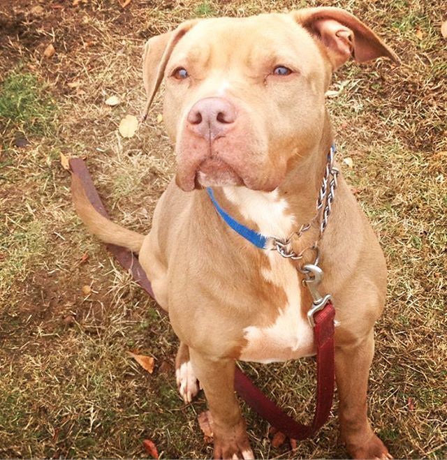 fotnhas's tweet photo. Happy Friday from adoptable Cupcake 🍰💕🐶 #Cupcake is a sweet, quiet girl who was found as a #stray last fall. She is a bit nervous so an adult-only home is recommended. #adoptme #cupcakethedog #newhavenanimalshelter .
.
.
#adoptadog #cupcakedog #cupca… https://t.co/phjpnpUoHn https://t.co/C7WUpHgbAh