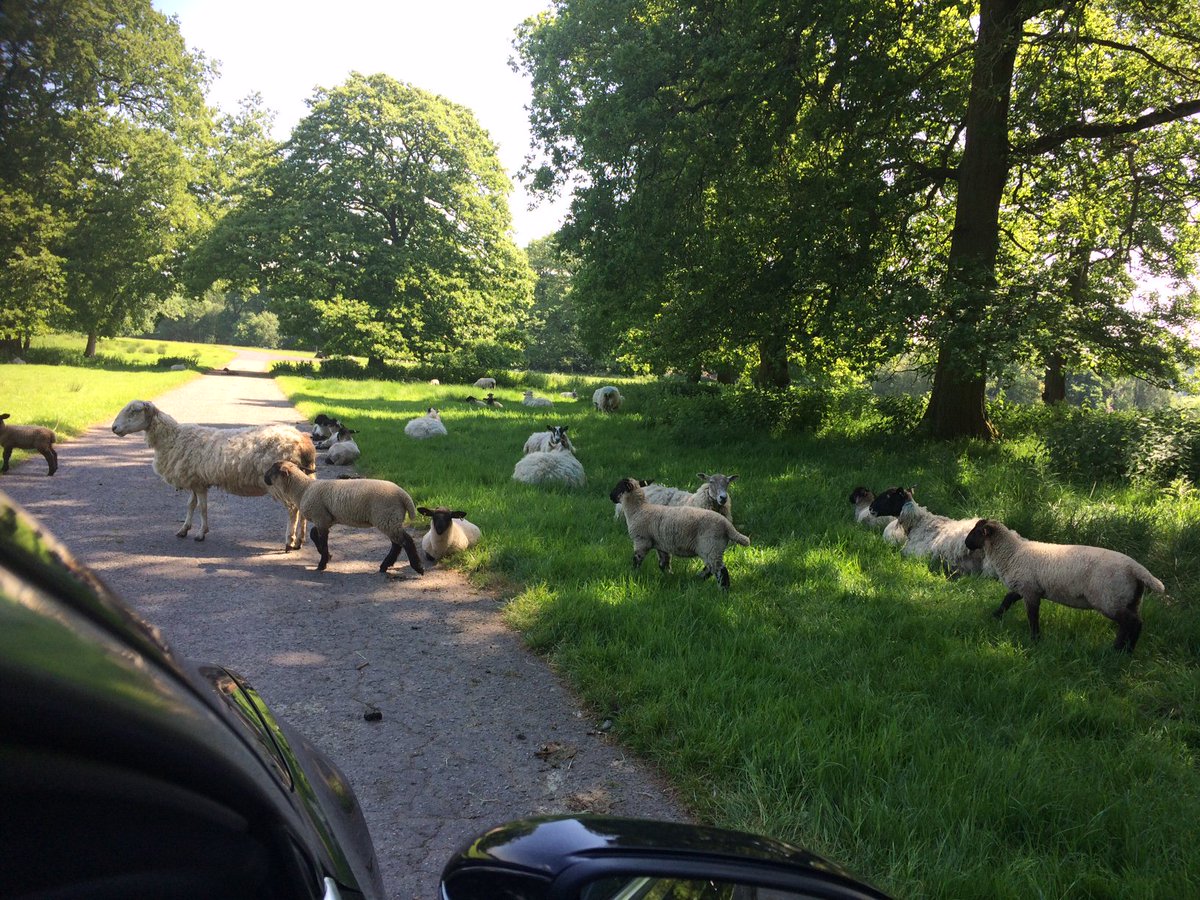 Watts_Group's tweet photo. #WattsFridayView: Our surveyors come across all sorts of interesting views, including this lovely scenery. A bit too warm for the woollies though! #Countryside https://t.co/8Hj7tmnxpD