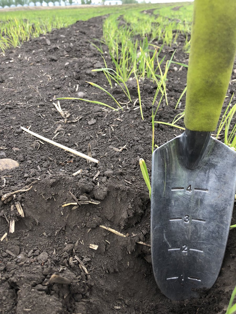 SiewertKatie's tweet photo. Thankful for rain... the wheat wasn’t looking so good Wednesday night. https://t.co/WhClyulQdS