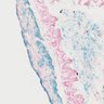 impc's tweet photo. Today’s #GeneOfTheDay is #Satb1. Full name: special AT-rich sequence binding protein 1; Knockout phenotype associations include preweaning lethality & hyperactivity. See this gene and others at: https://t.co/5hAWUA9hPP #genetics https://t.co/Le1SjpGM4n