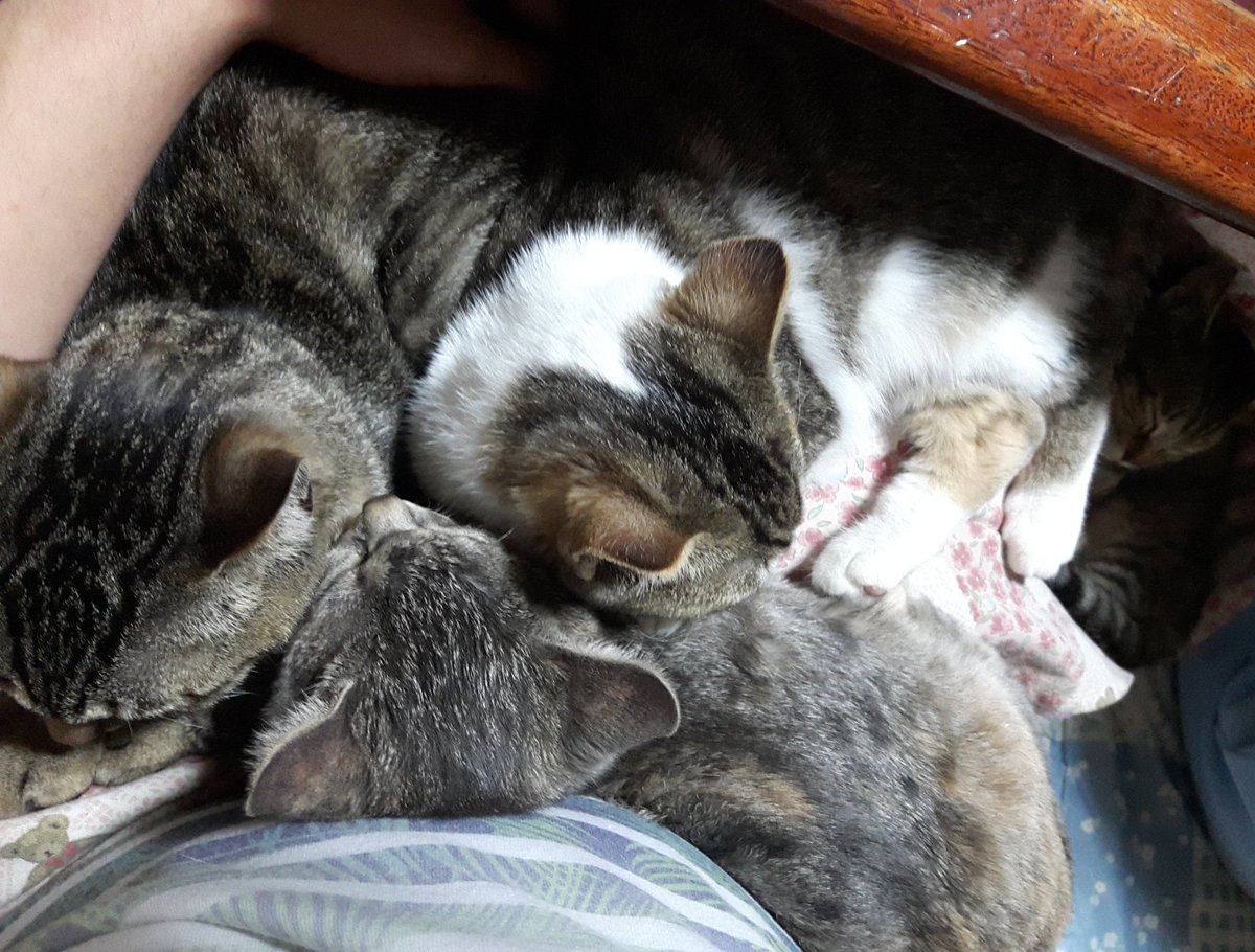 amu_com36's tweet photo. 猫いっぱい😺😹🐱😸😻 https://t.co/CmM9r4eXMJ